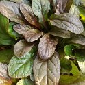 Ajuga reptans 'Purpurea'